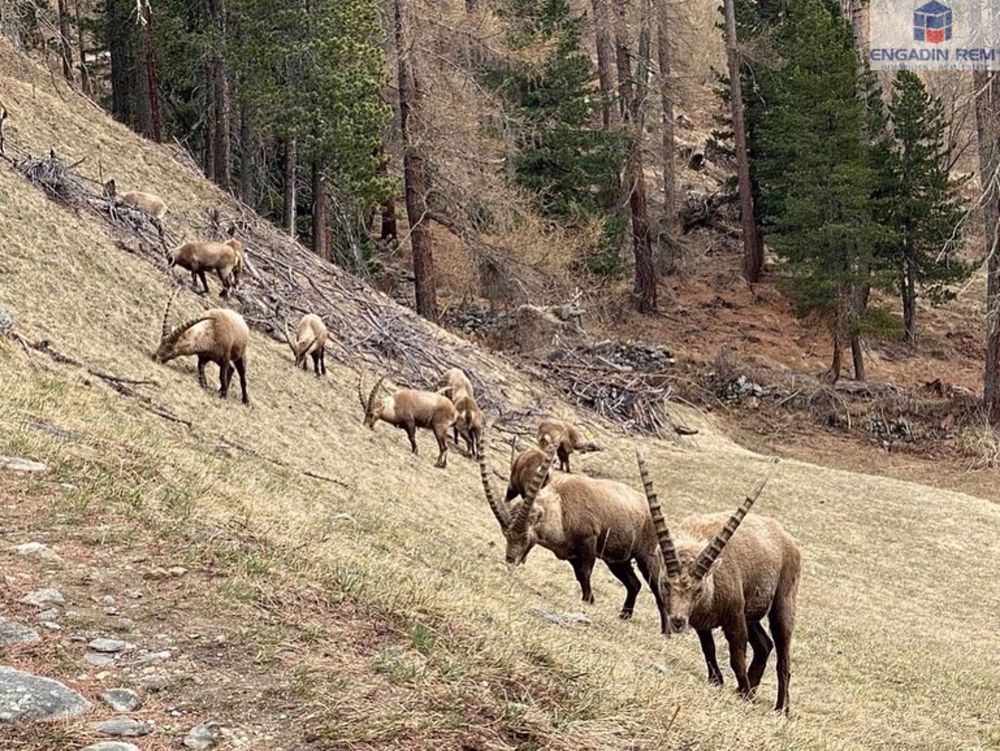 «Zuoberst» in der CHESA TERRAFINA 3.5-Zi-Maisonette-Zweitwohnung - Die Steinböcke von Pontresina / The ibex of Pontresina / Gli stambecchi di Pontresina