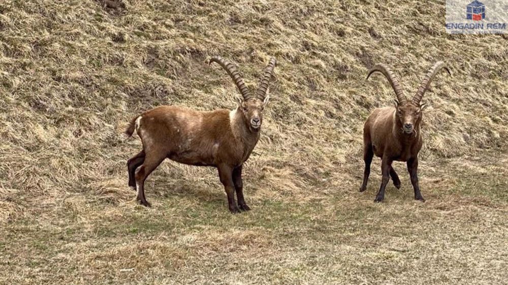 Neubau Chesa Terrafina - Die super Komfortable 4.5-Zi-Erstwohnung - Die Steinböcke von Pontresina / The ibex of Pontresina / Gli stambecchi di Pontresina