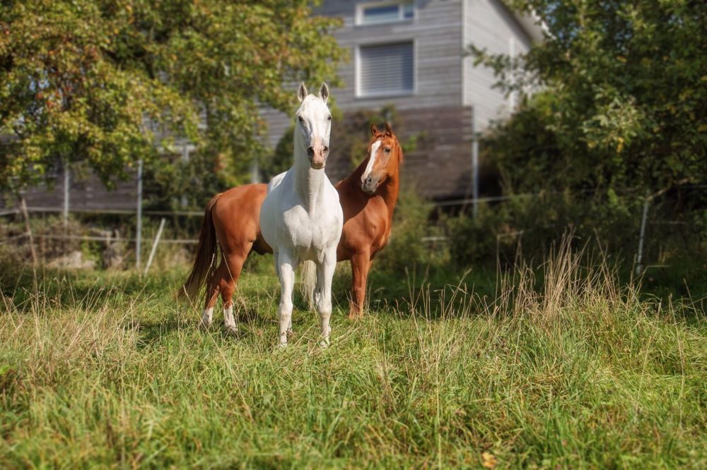 Neubau: drei Doppeleinfamilienhäuser mitten im Naherholungsgebiet - "RÖSSLIWIESE - Bild 5