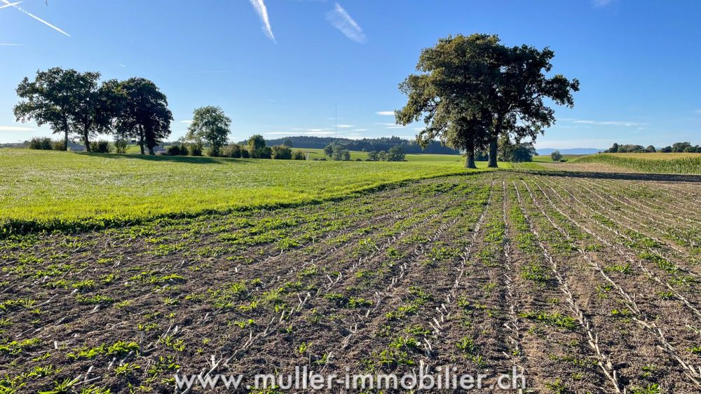 4 moderne Villen mit Abstand, nahe Romont - Bild 10