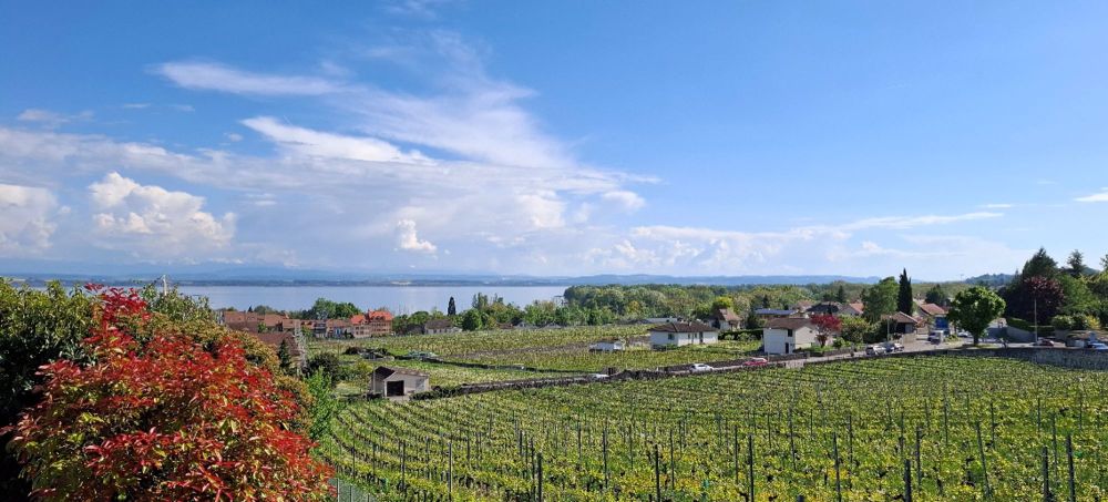 Résidence AZUR - Zeitloser Charme zwischen See und Weinbergen. - Bild 1