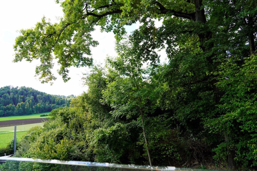 NATURNAH UND ZENTRAL - LETZTE GELEGENHEIT! - Bild 2