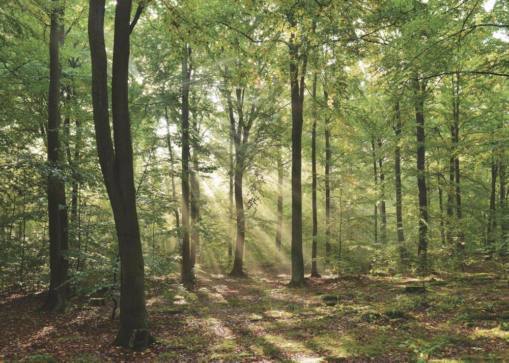 Chlyholz-Attikawohnung mit über 280 m2 Nutzflächen, Besichtigung jetzt - Bild 6