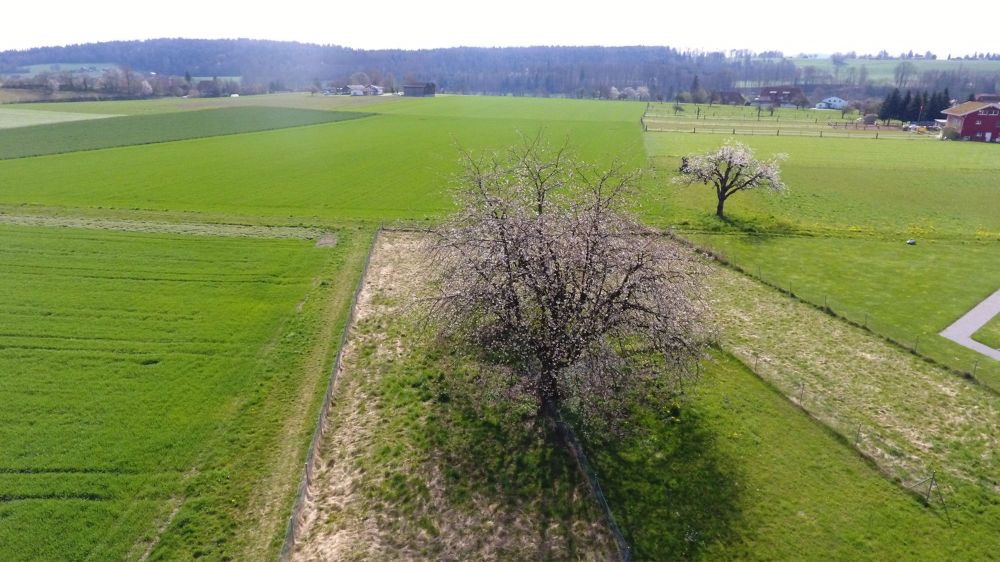 Verkehrsfreies, ruhiges Wohnen im Grünen - Inkl. Einstellhalle, Gartenparzelle und PV Anlage - Bild 6