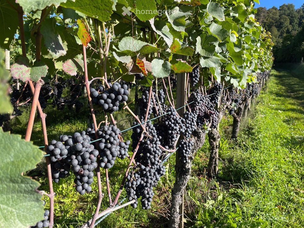 Moderne 4.5-Zimmer-Neubau-Wohnung an bester, ruhiger Lage am Rebhang in Stammheim - Bild 3