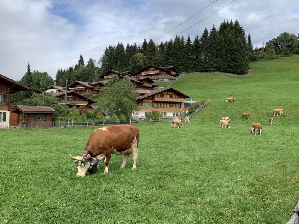 Appartements zur Verkauf in einem neuen hochwertigen Chalet (BE-CH) - Bild 1