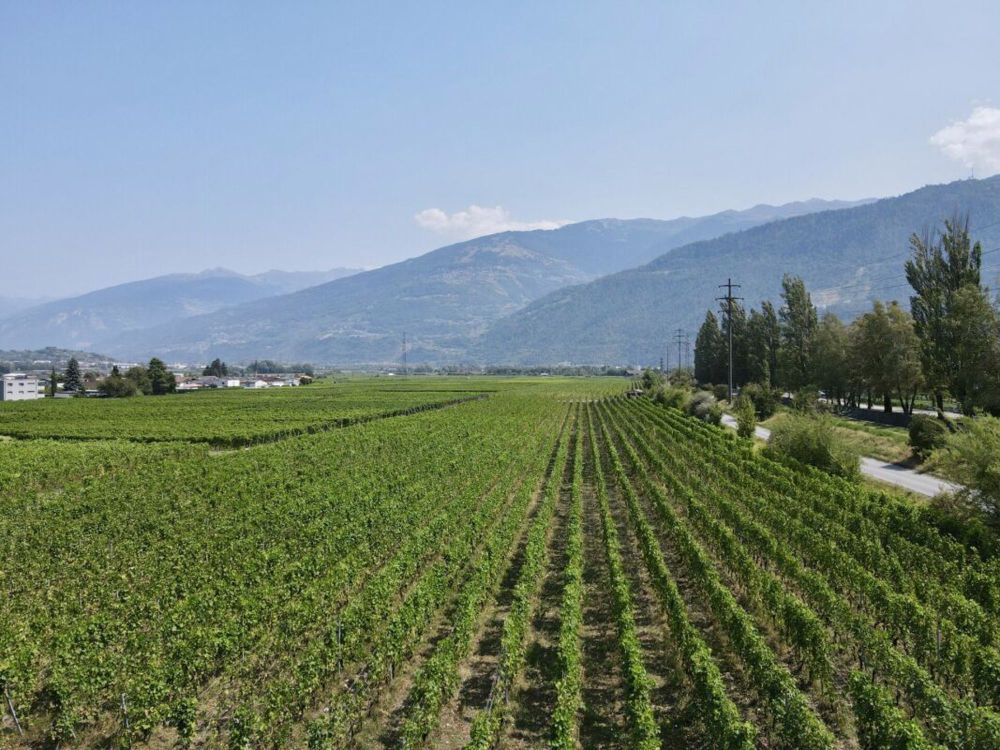 Die Amignes - 2,5 Zimmer Parterre - Bild 3