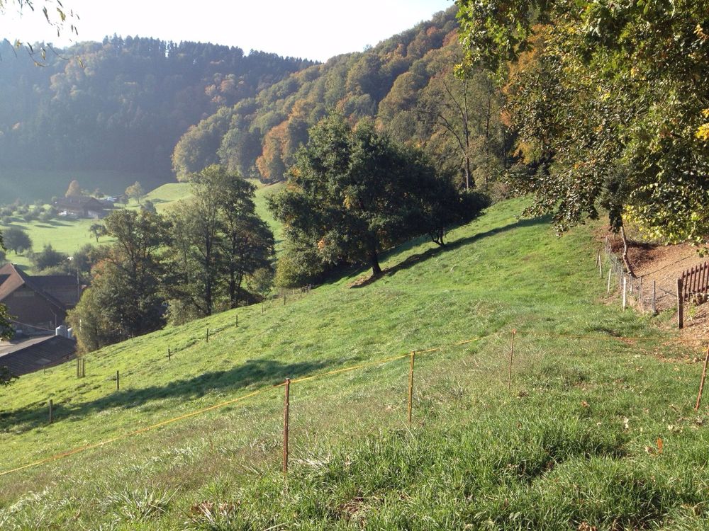 Traumhafte Wohnlage mit Einliegerwohnung | Baubewilligung vorhanden - Bild 7