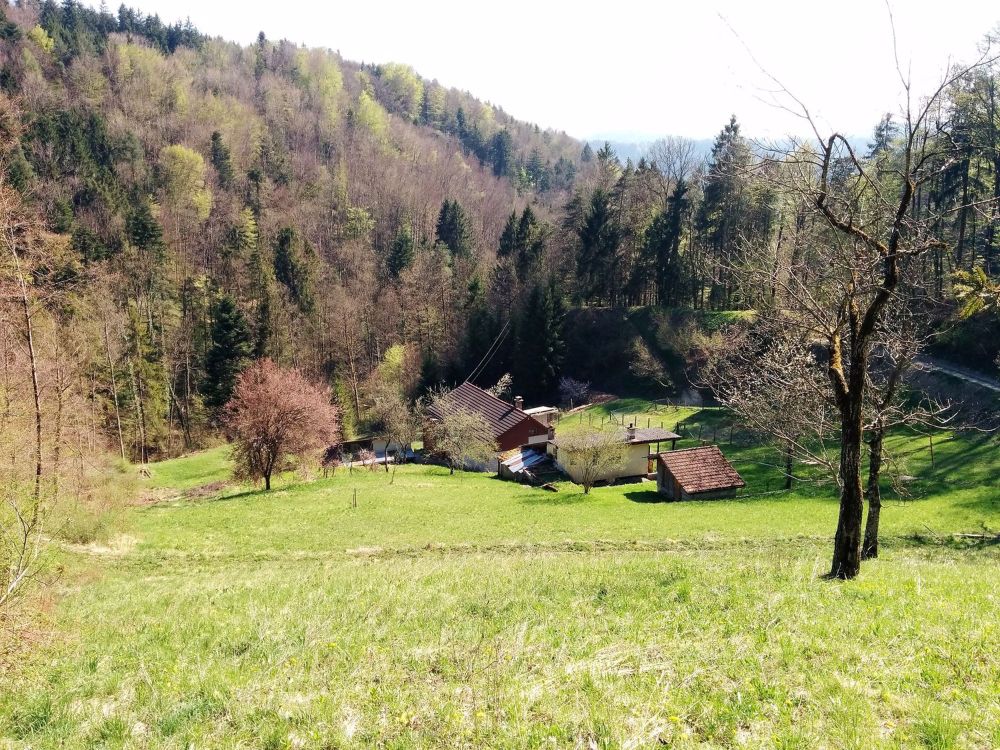 NATURJUWEL: 2'136m² Wiese, mit 1 bewilligtem Haus, 100% autark, Natur pur Waldlichtung - Bild 2
