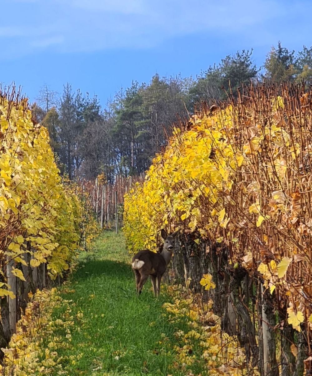 Immobilie mit Stil angrenzend an Landwirtschaftszone - Bild 11