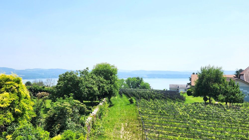 Prächtiges Reihenhaus mit 3,5 Zimmern (Los 9) - Bild 5