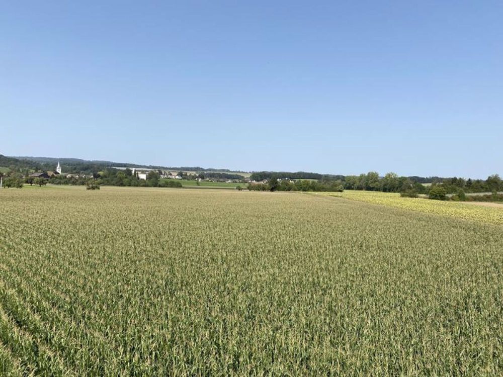 Jetzt den Traum verwirklichen - Eigenheim erwerben in Müllheim TG (Haus A) - Bild 1
