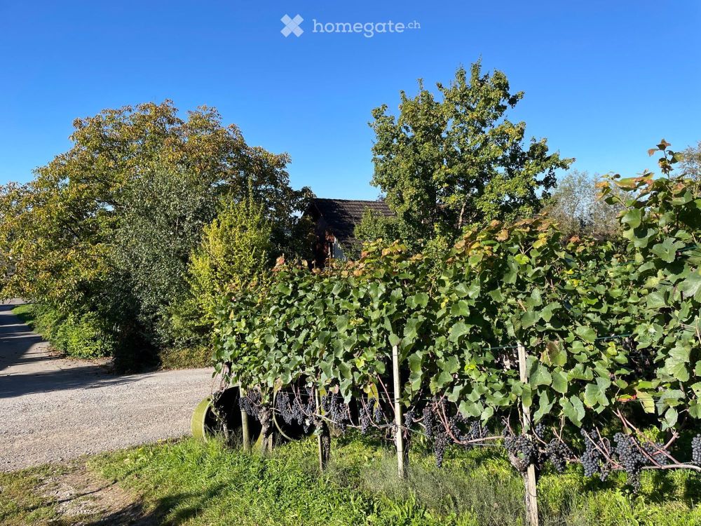 Moderne 2.5-Zimmer-Neubau-Wohnung an bester, ruhiger Lage am Rebhang in Stammheim - Bild 4