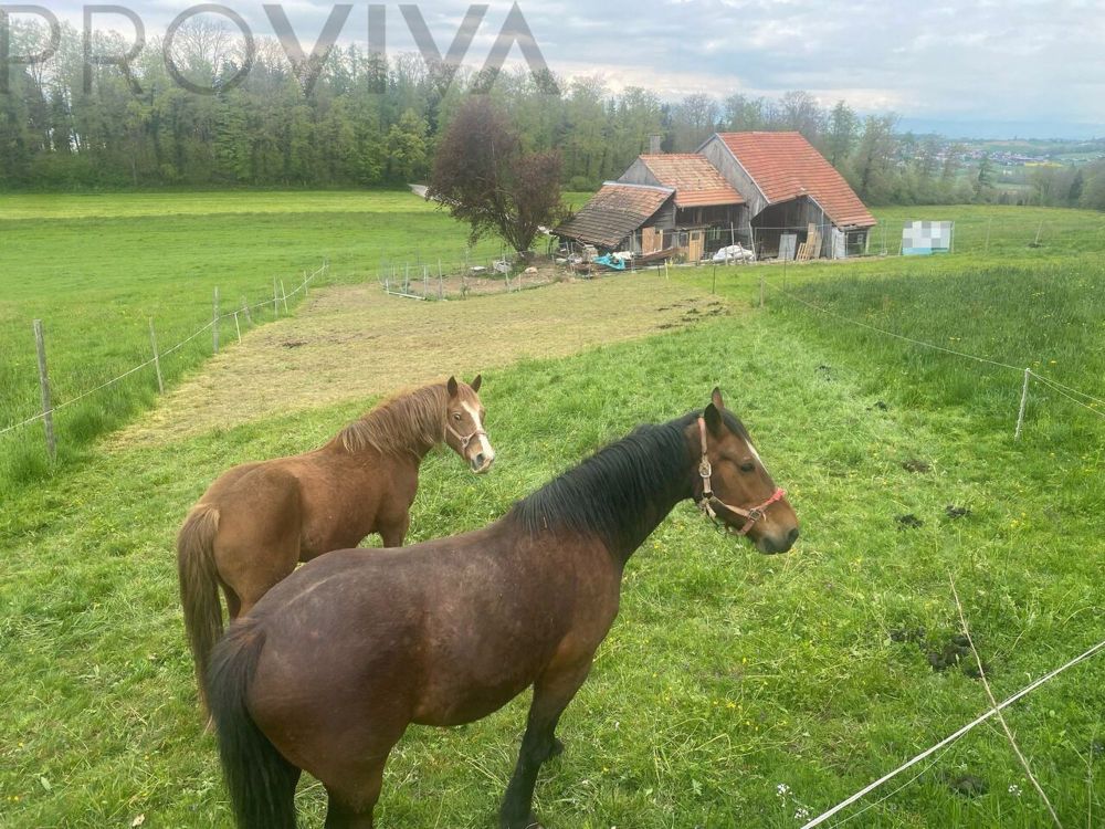 Eine Farm mit grossem Grundstück und Pferdeställen - Bild 3