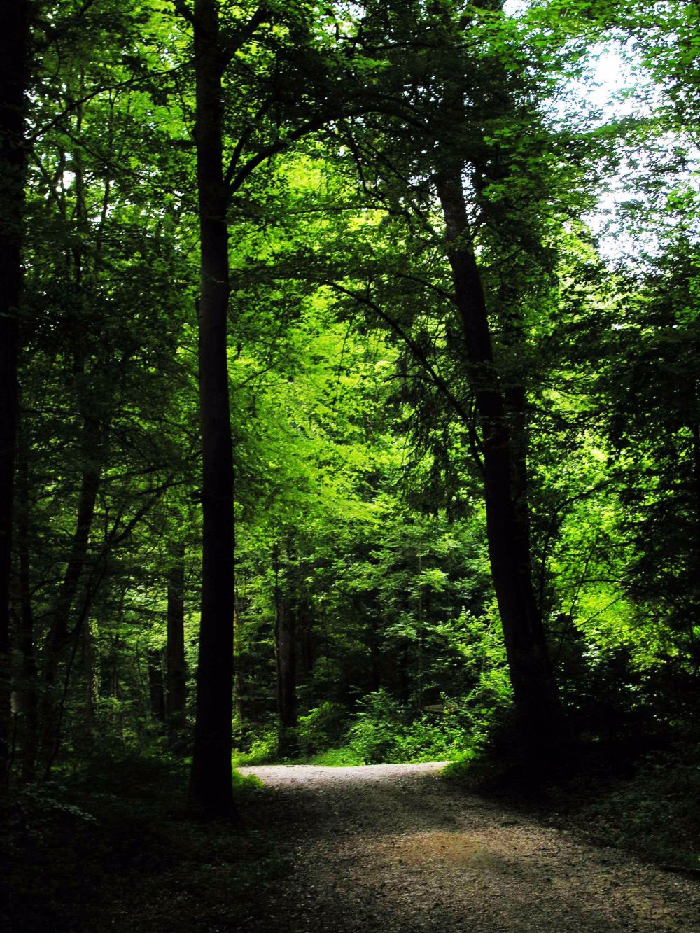 Wohnen am Wald in Therwil - Bild 11