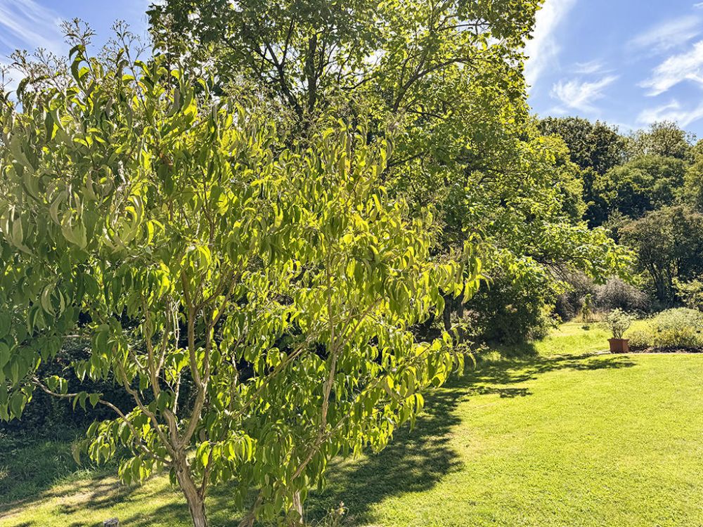 ELEGANTES VILLAS JUMELLES NEUVES - CADRE VERDOYANT ET PRIVILEGIE -  Bild 3