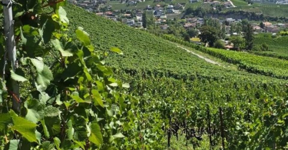 Promotion de 2 villas mitoyennes de 4.5 pces au calme, vue panoramique - Immeuble résidentiel 9 pièces - image - 6