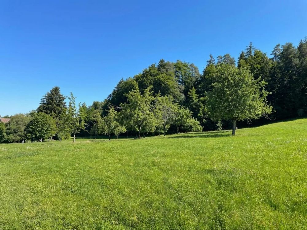 Grundstück 2834 m² mit 9-Zimmer-Neubauprojekt in Wittenbach kaufen -  Bild 6
