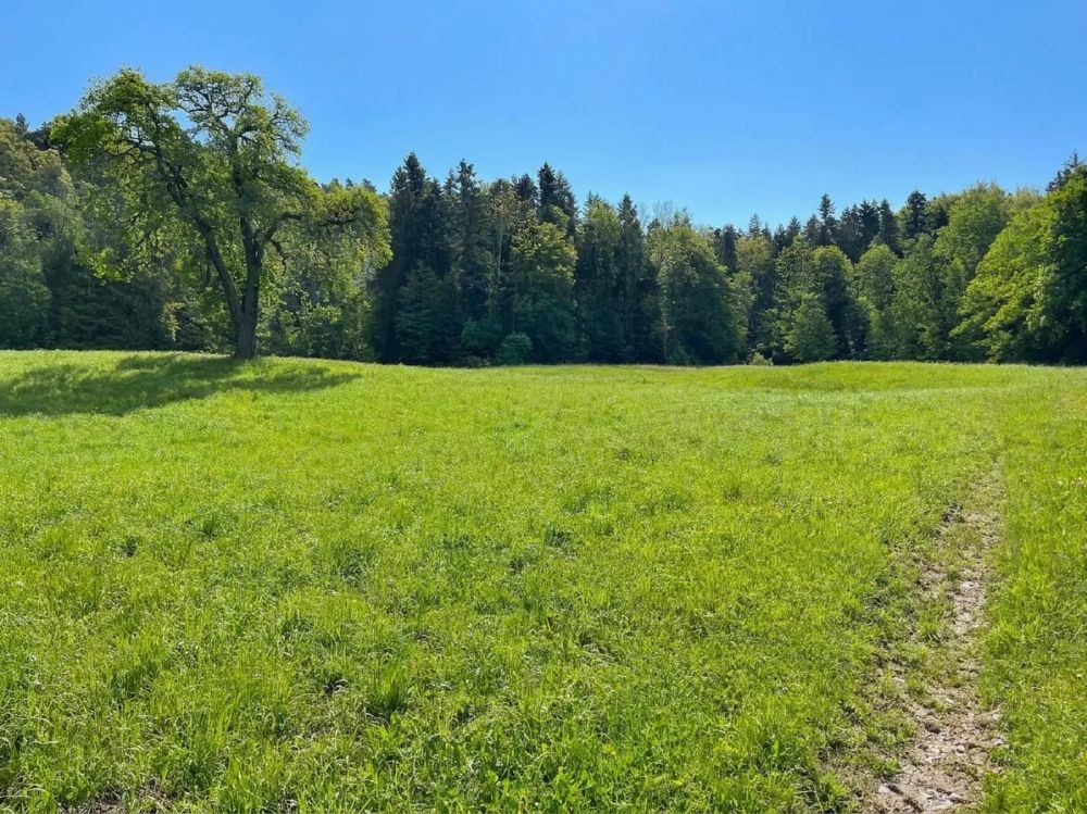 Grundstück 2834 m² mit 9-Zimmer-Neubauprojekt in Wittenbach kaufen -  Bild 5