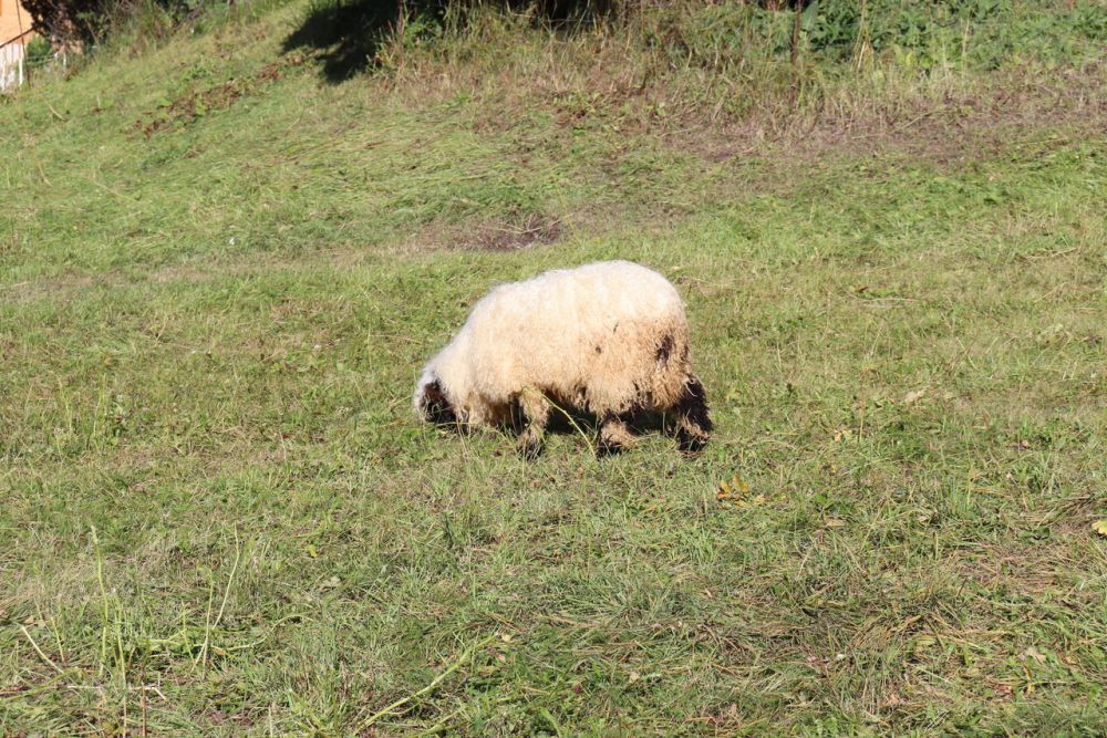 Stilvolle 2.5-Zimmer-Wohnung mit Garten und Terrasse in Grächen! - Bild 13