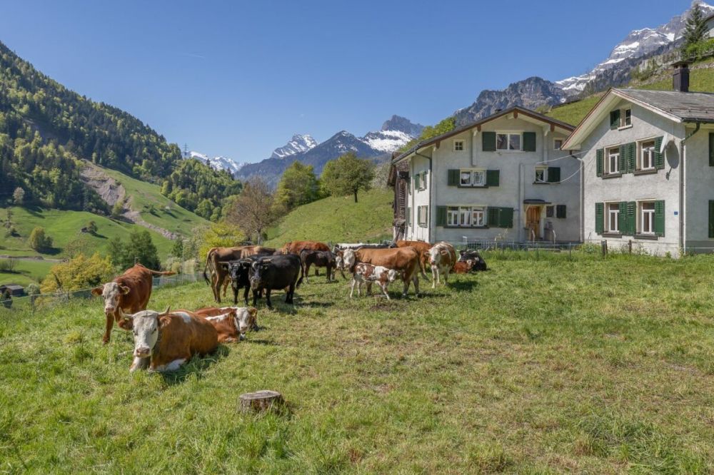 Neubau | 5.5-Zi-Einfamilienhaus "Adler" -  Bild 7