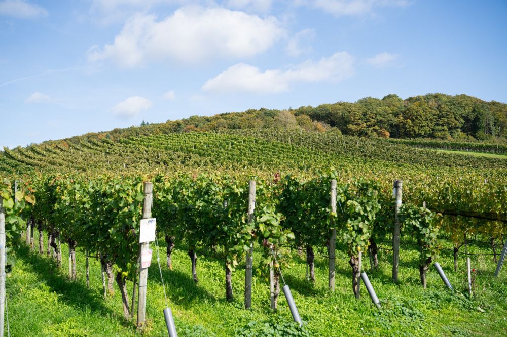 Rendite Mehrfamilienhaus mit 3.5 und 2.5 Zimmer  in ruhiger Dorfmitte von Dörf­lingen - Bild 9