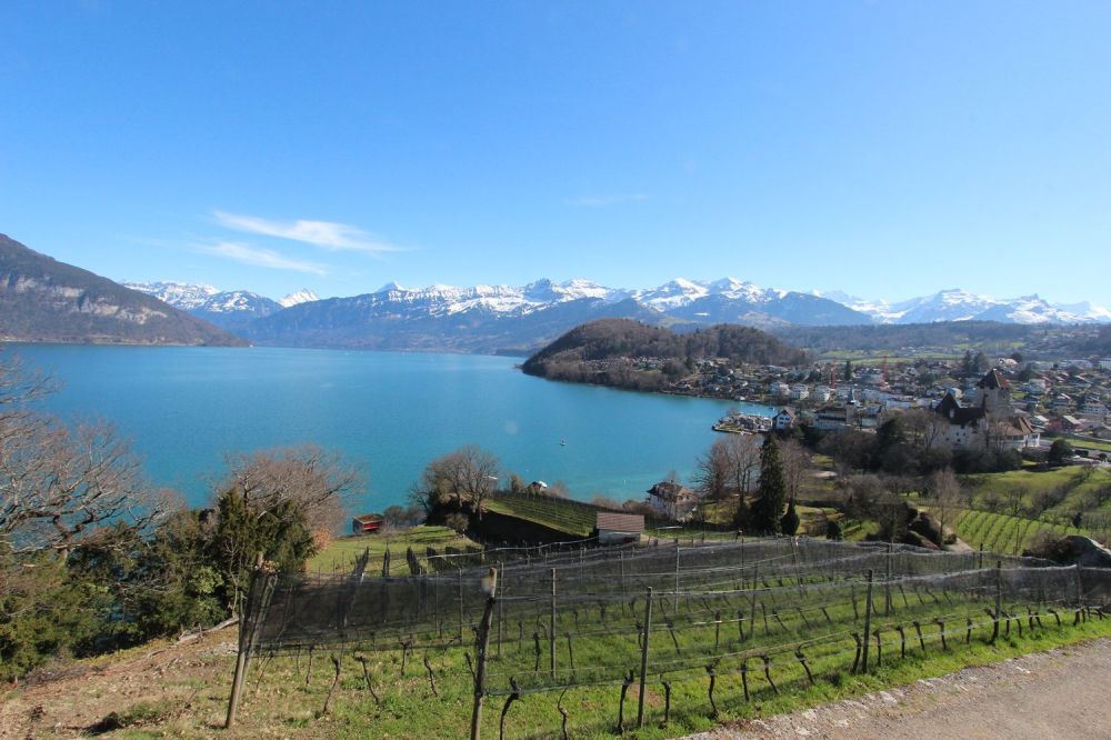 Neue 4.5-Zimmer-Eigentumswohnungen in Spiez -  Bild 6