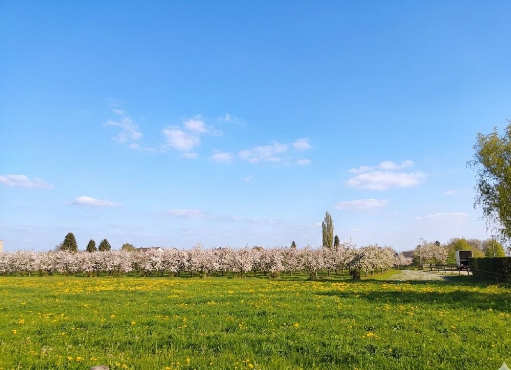 Neubauprojekt  „Apfelblüte“ 4,5 Zi Wohnung mit großem Privatem Garten -  Bild 5