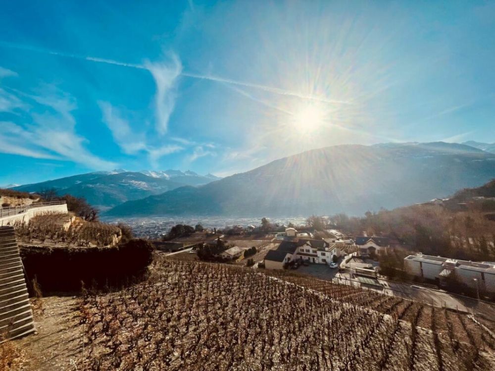 Diolly "Opus Verde" Sion - Bild 2