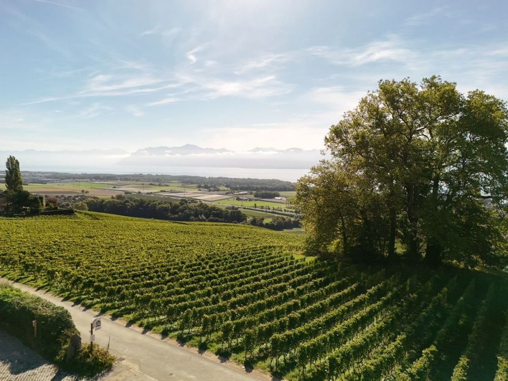 Villa neuve haut de gamme : 360 m² de lumière et de prestige face au lac et aux Alpes, à vous de choisir les finitions ... - Bild 11