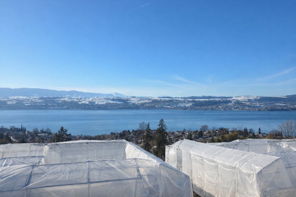 TILIA | Wohnen mit 180° Seesicht - 3.5-Zimmer mit 111 m2 NWF - Bezugsbereit ab Herbst 2026 - Bild 3