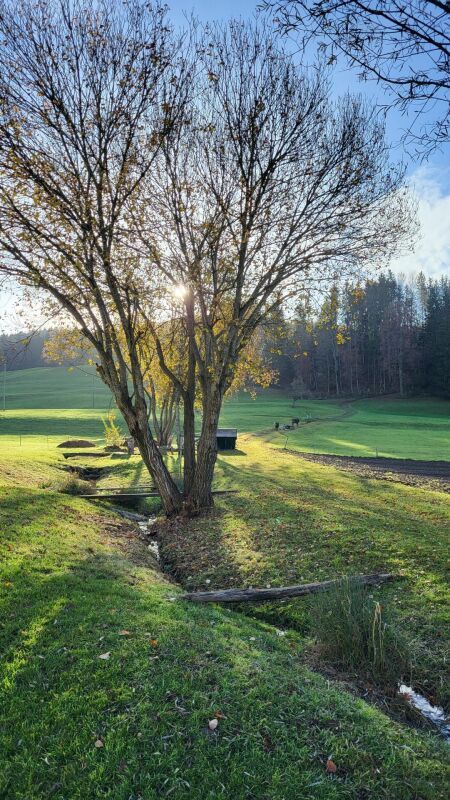 Wohnen am Haldenbach - Nachhaltiger Bau in Ganterschwil -  Bild 8
