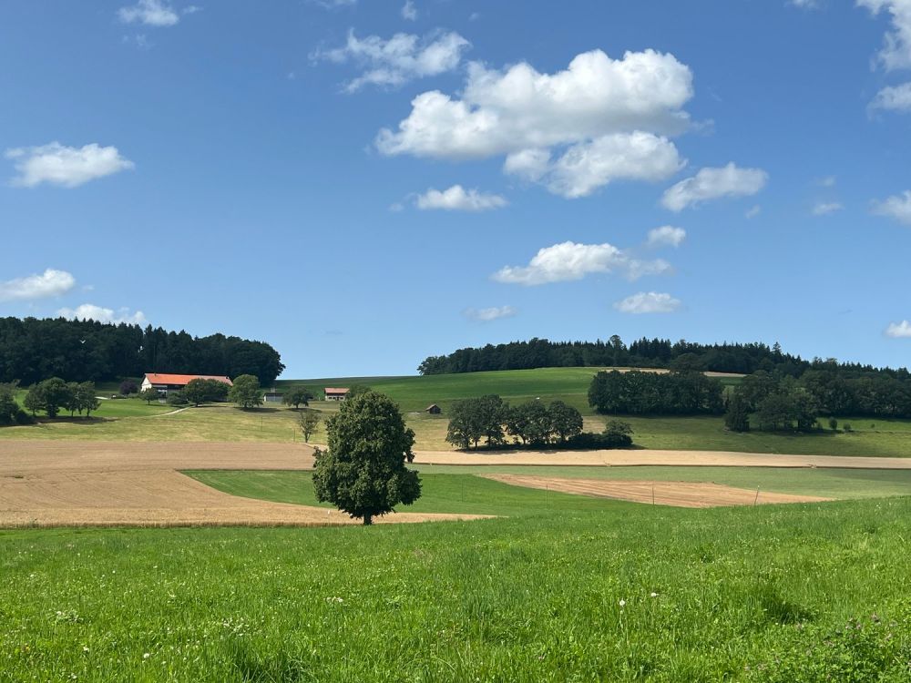 Villa A – Une villa contemporaine de 6.5 pièces aux volumes généreux -  Bild 8