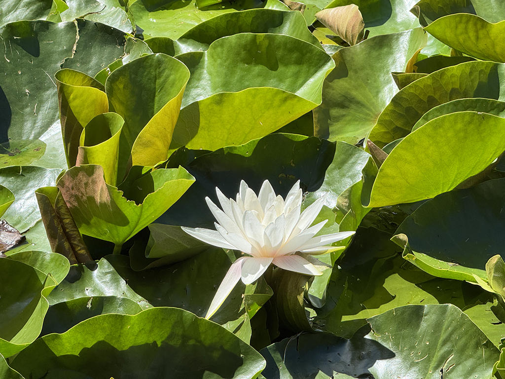 OPPORTUNITÀ CON RENDIMENTO MOLTO INTERESSANTE - SPECIALE INVESTITORI -  Bild 1