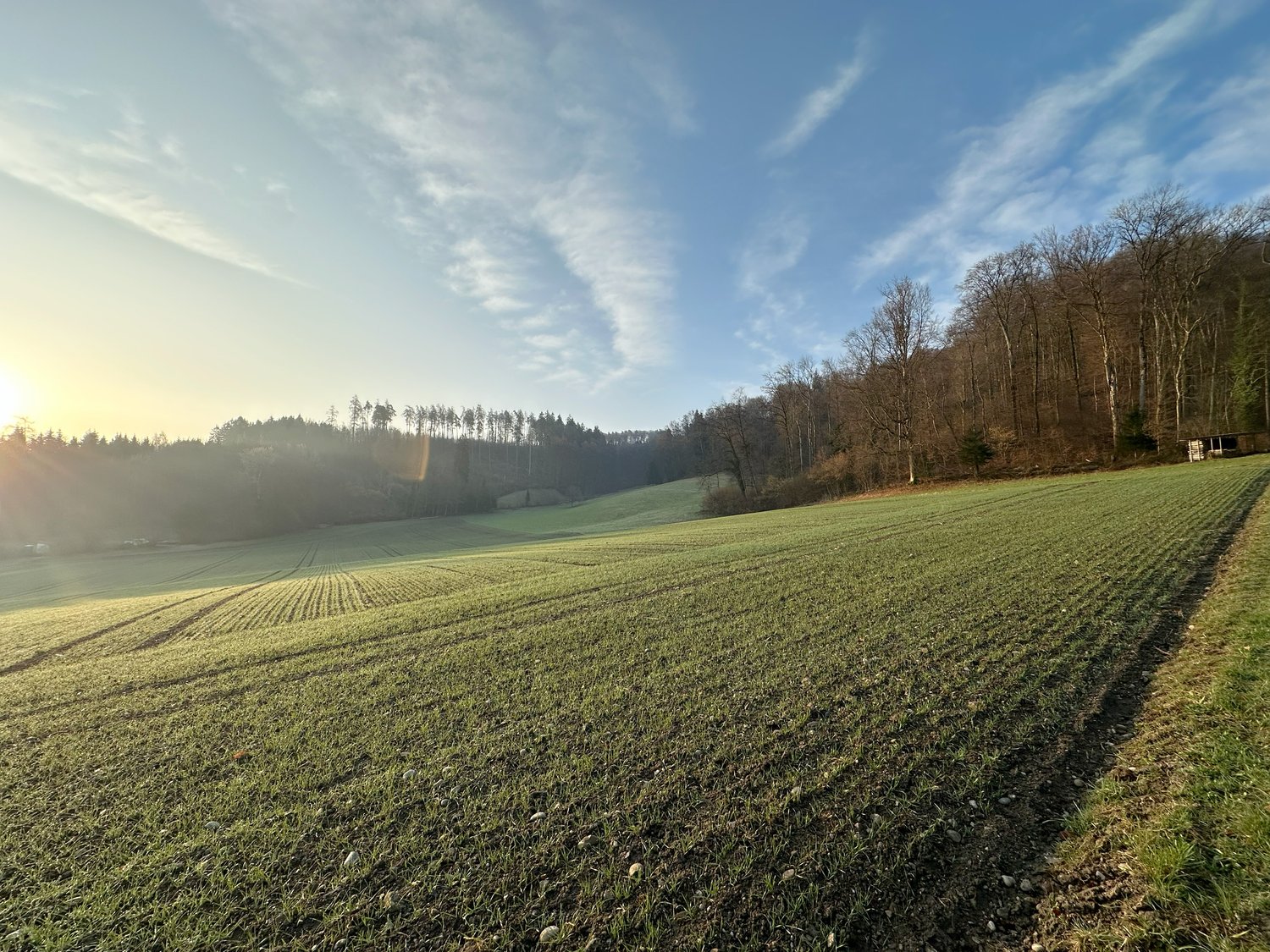 Neubau «Sennenberg Killwangen»: 11 Häuser verfügbar | Bezug Frühling 2028 -  Bild 11
