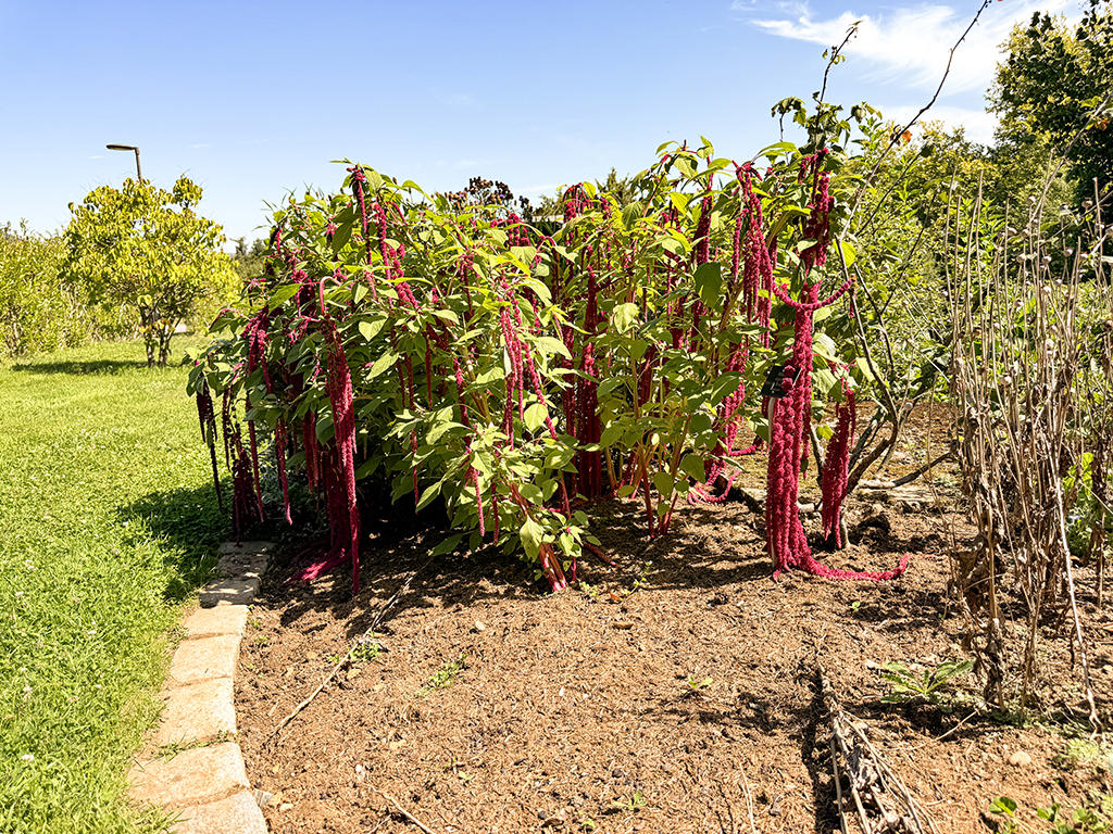 ELEGANTES VILLAS JUMELLES NEUVES - CADRE VERDOYANT ET PRIVILEGIE - Bild 3