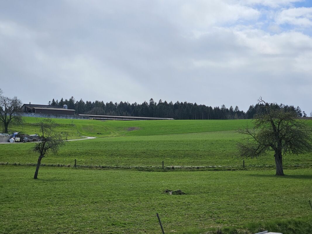 Neubau 4.5-Zimmer-Eigentumswohnung (DG mit Galerie, Nr. 8) im ländlichen Liebensberg (Gemeinde Wiesendangen) -  Bild 5